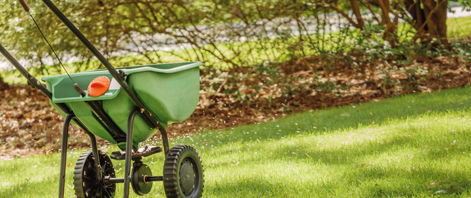 Granular Fertilizer Pellets Spread Throughout Lawn