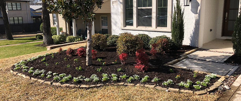 Landscape Bed Maintained With Trimmed Plants And Mulching