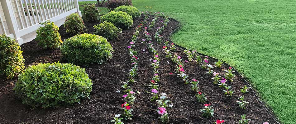 Landscape Bed With Fresh Mulch And Plantings
