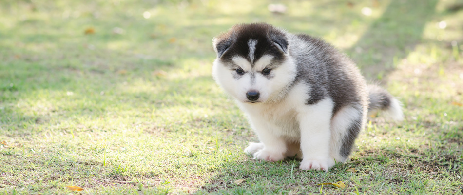 Puppy Husky Pooping In Lawn