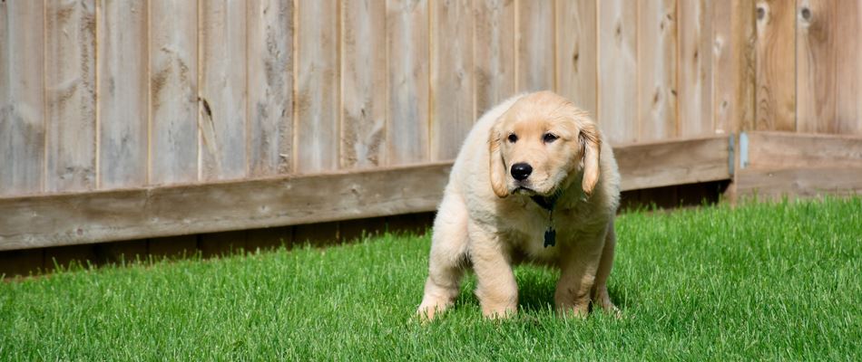 Puppy Pooping In Lawn