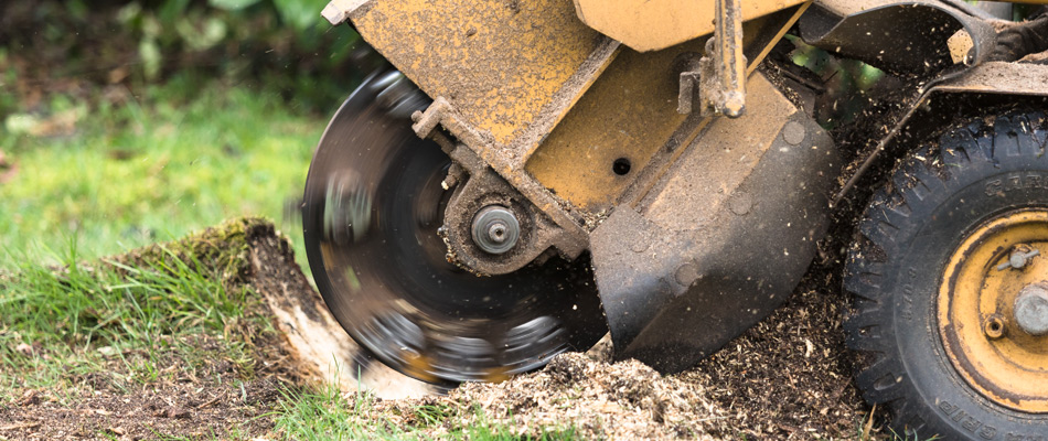 Stump Grinding Being Serviced For Tree