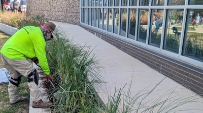 Denmark Lawn crew working ornamental grasses along a Fort Worth walk